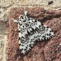 Lymantria monacha (Black Arches) male.JPG